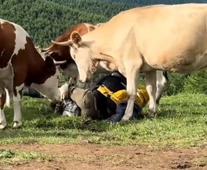游客逗牛遭圍攻踩踏:喂牛肉干敲屁股