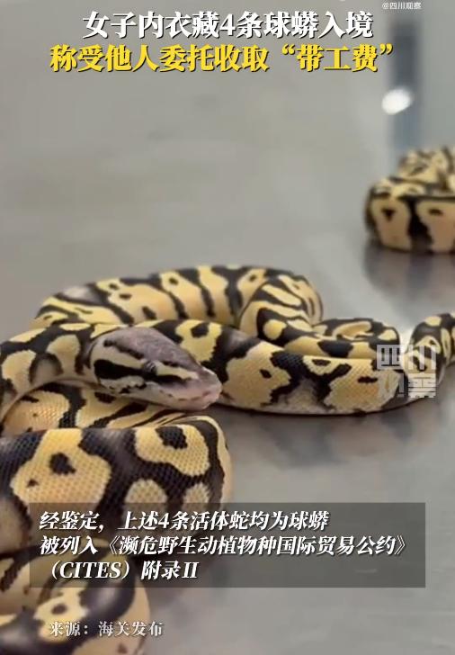 女子在內衣塞4條蟒蛇入境被查
