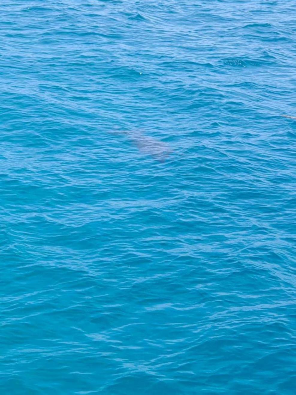 全球最古老海洋哺乳動物現身南海