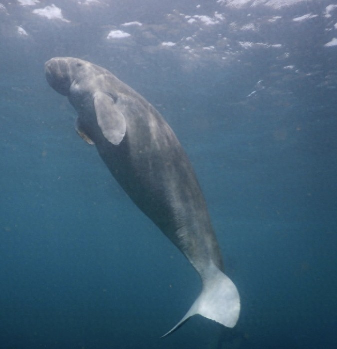 全球最古老海洋哺乳動物現身南海