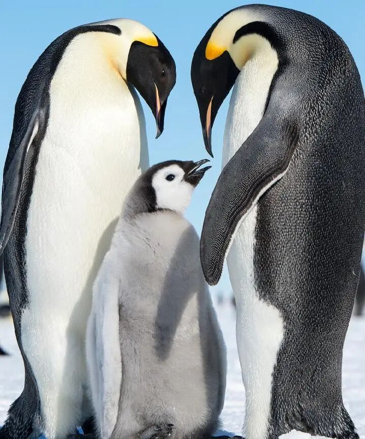 南極旅游價格大跳水,“從20萬跌至5萬”引熱議,多家旅行社回應