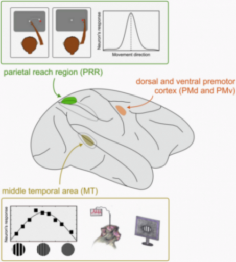 類人機(jī)器人里程碑:科學(xué)家研制出可切換角色的“全能”人工神經(jīng)元 圖片